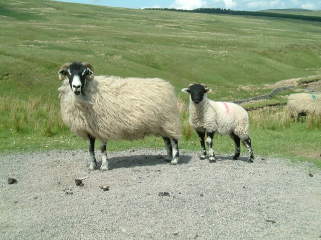 Mother & baby in Coverdale Moors, Yorkshire