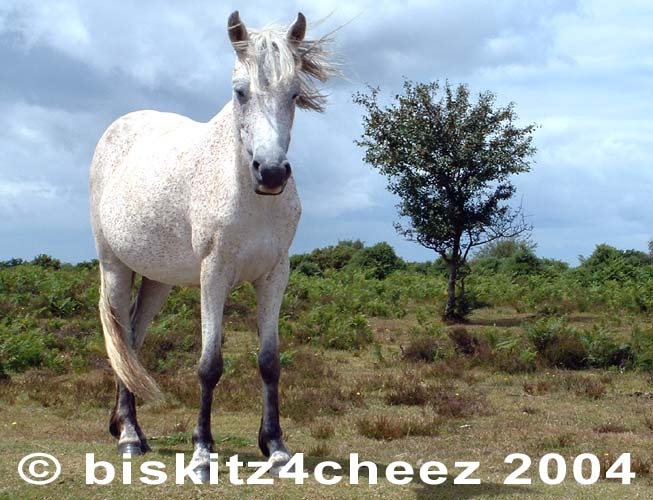 New Forest Pony