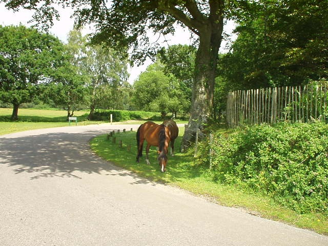 Horses grazing near Brockenhurst
