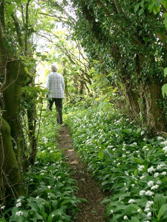 Friend walking in wild garlic
