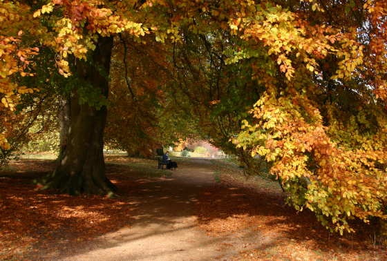 Autumn colours. Oxford