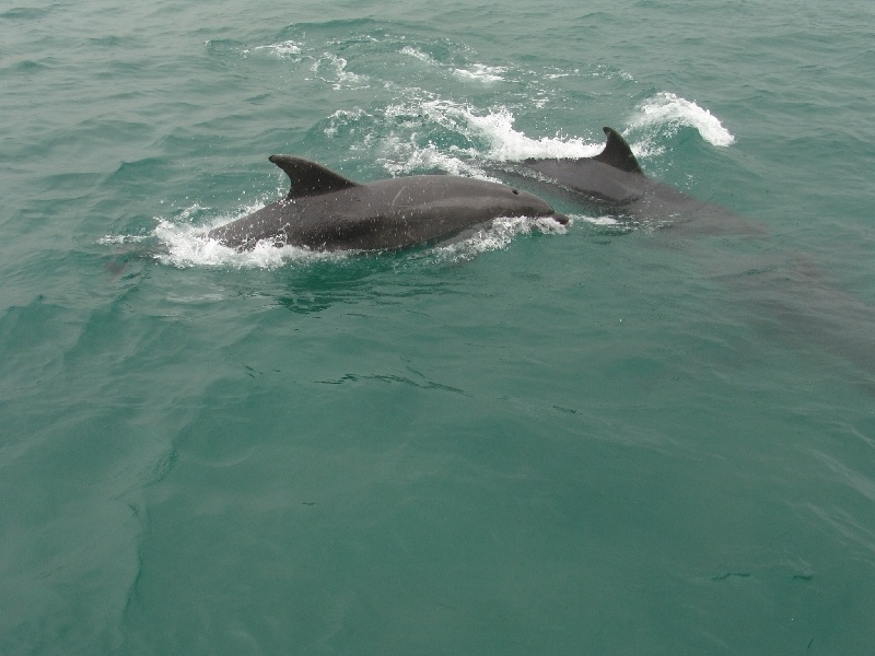 Dolphins 0ctober 2004 at Padstow