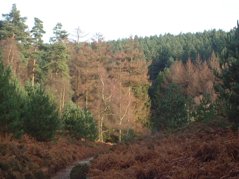General View of Cannock Chase, Staffs