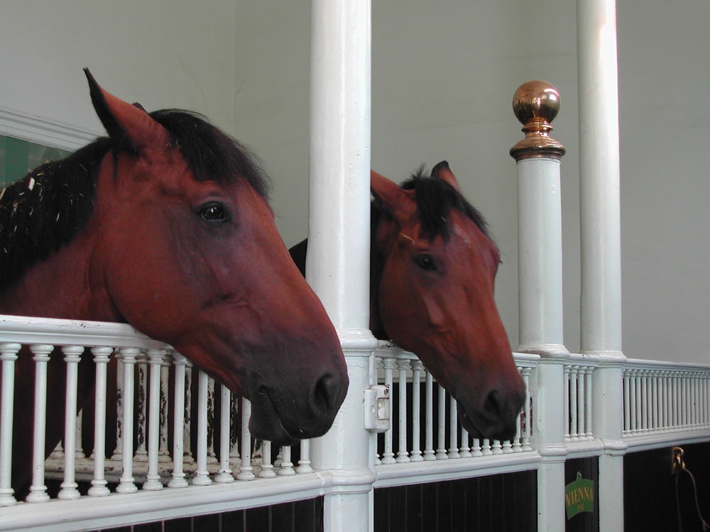 Two well kept residents of the Royal Mews Stables