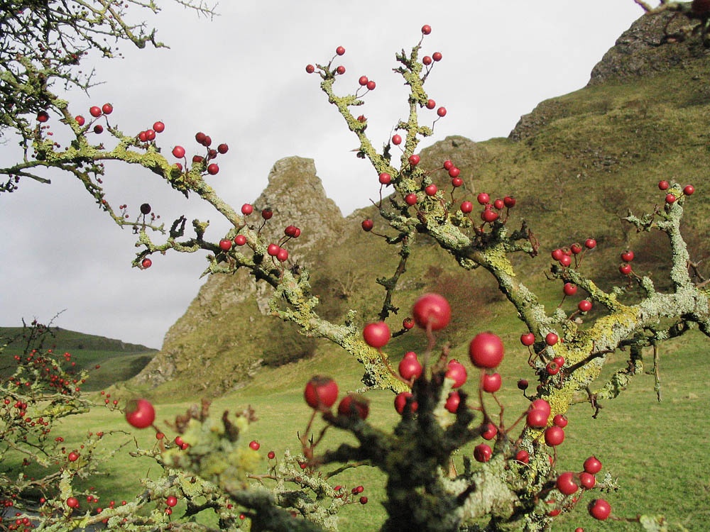 Photograph of Parkhouse Hill, nr.Hollinsclough, Staffordshire