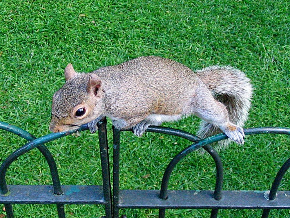 A cheeky squirrel in Kensington Gardens