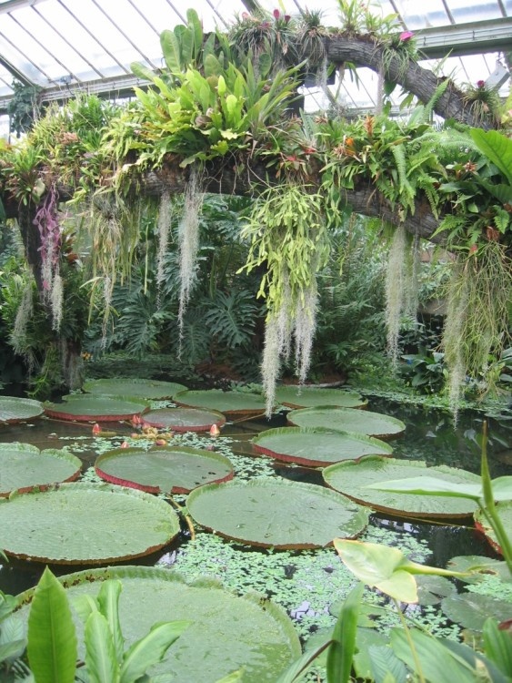 Kew Gardens. Giant Waterlily