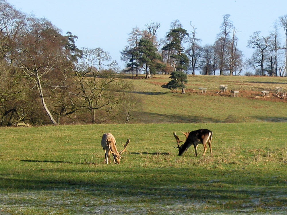 Deer in Calke Park - December 2004