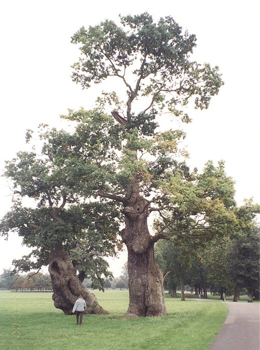 Great old trees at Blenheim Palace