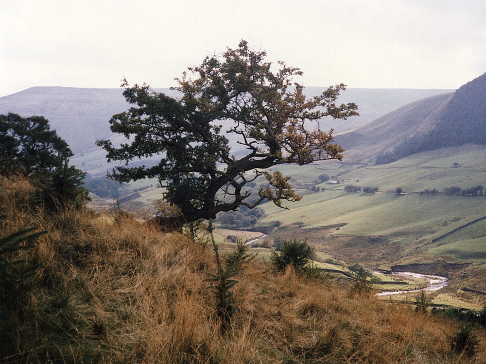 Alport Dale, Hope Forest, Derbyshire (Peak District National Park) photo by Stephen Walker