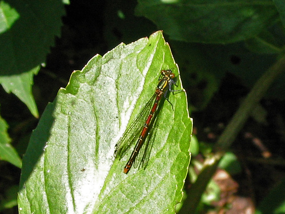 Dorothy Clive Garden, North Staffordshire