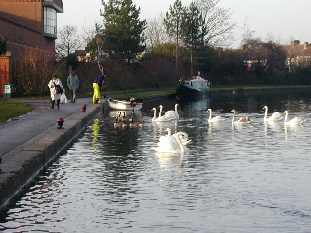 Swans on The Grand Junction Canal outside Sainsburys, Alperton early 2005
