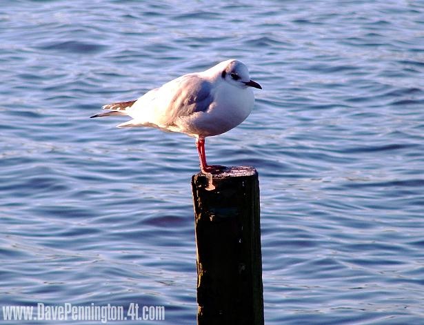 Pennington Flash Wildlife photo by Dave Pennington