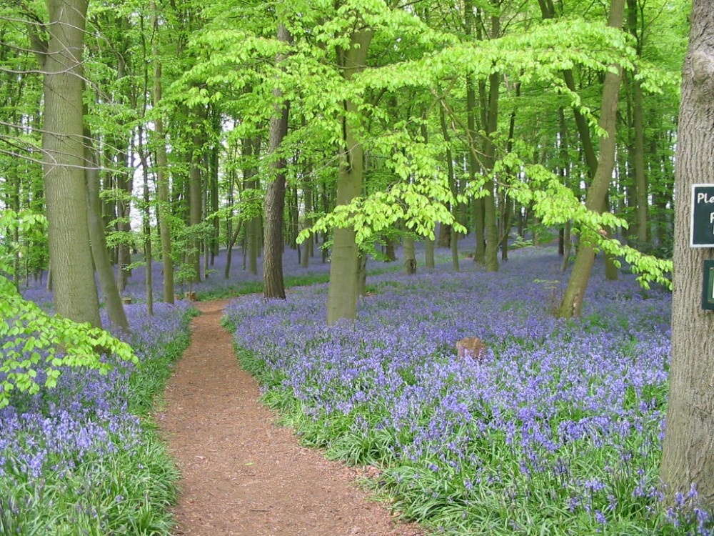 Blue Bell Wood (Coton Manor?)