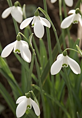 Snowdrops, Ness Gardens