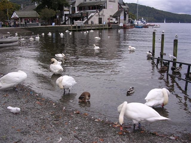 Swans at Bowness