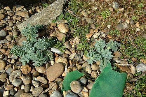 Flotsome & Flora photo by Barry Lovelock