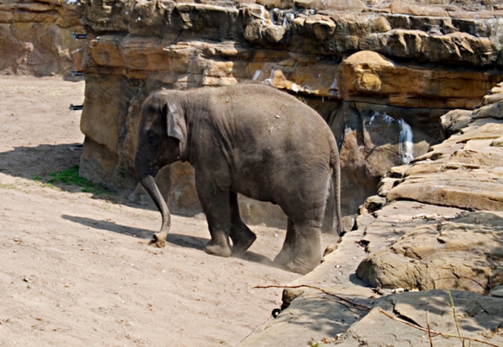 Elephant, Chester Zoo photo by Norma Brazendale