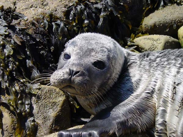 A seal at Filey, North Yorkshire