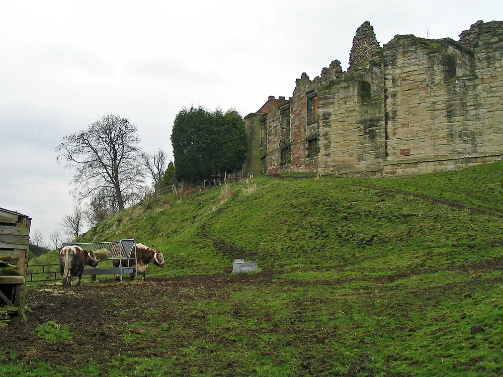 English Longhorns at Tutbury