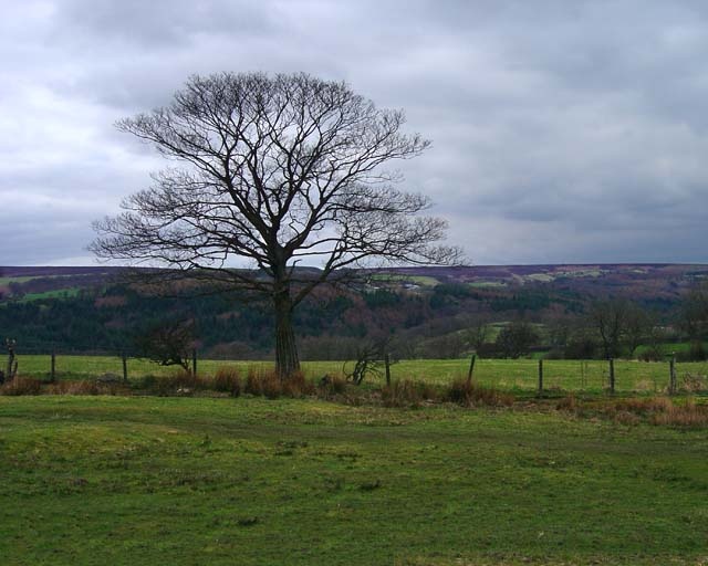 Tree in Goathland, Yorkshire