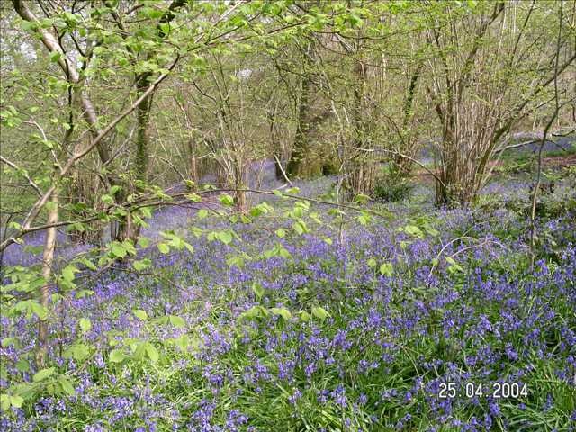 Bluebell Wood, Pamphill, Dorset