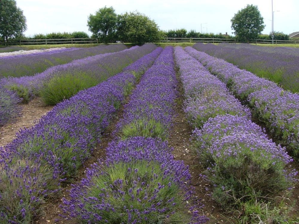 Photograph of Norfolk Lavender Farm, Heacham