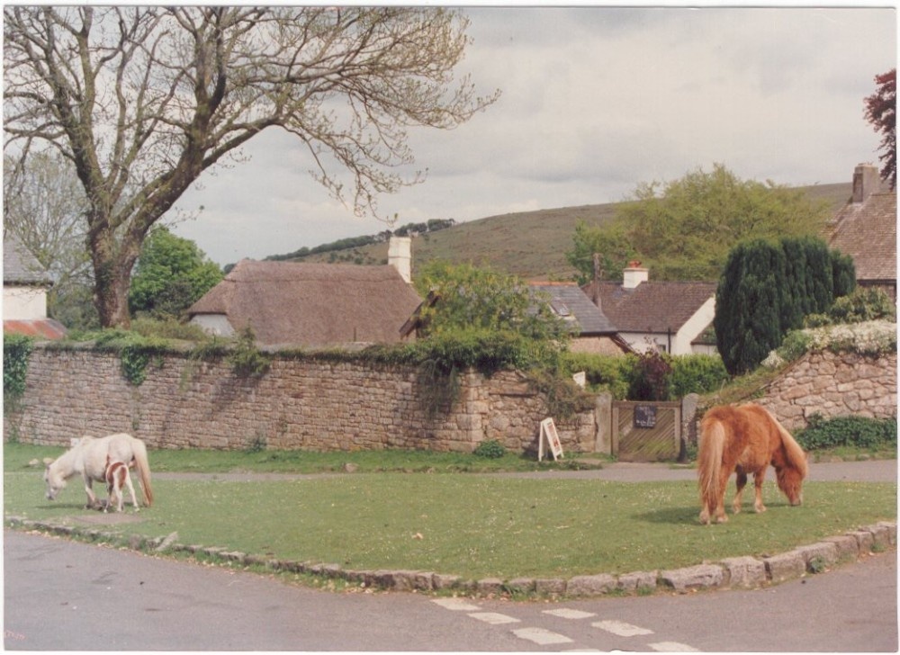 Photograph of Ponies grazing at Belstone Village, Devon