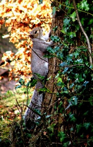 The squirrels they play near the picnic tables At Royal Victoria Country Park Netley Hampshire.