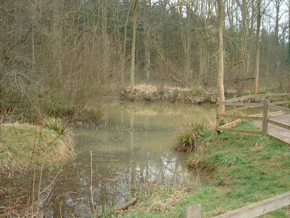Salcey Forest, the Elephant Ponds photo by John Selby