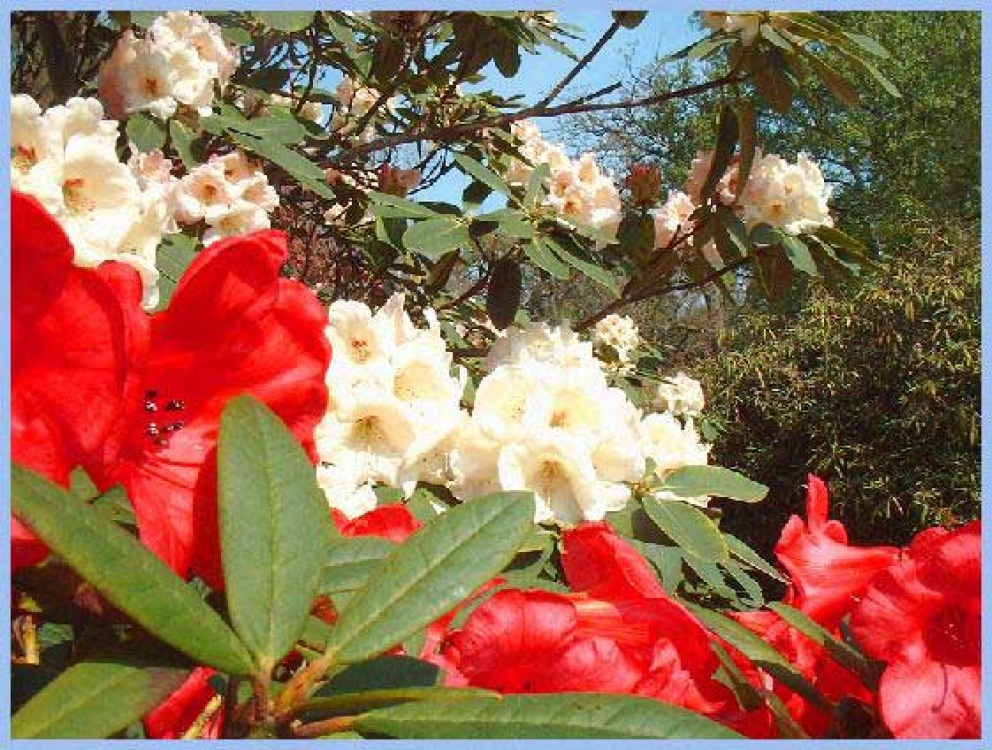 Exbury Gardens April 2004