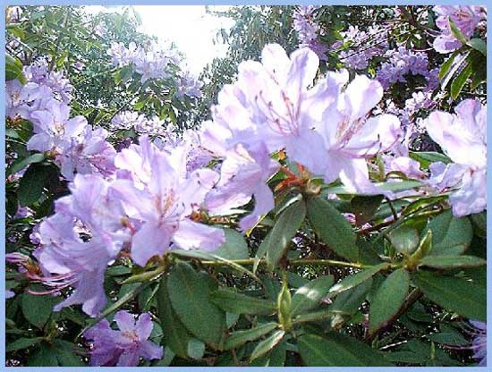 Exbury Gardens April 2004