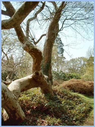 Tree shapes at Exbury Gardens