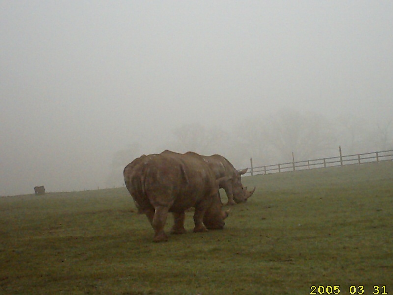 Rhinos in the Mist at Longleat Safari Park, Wiltshire