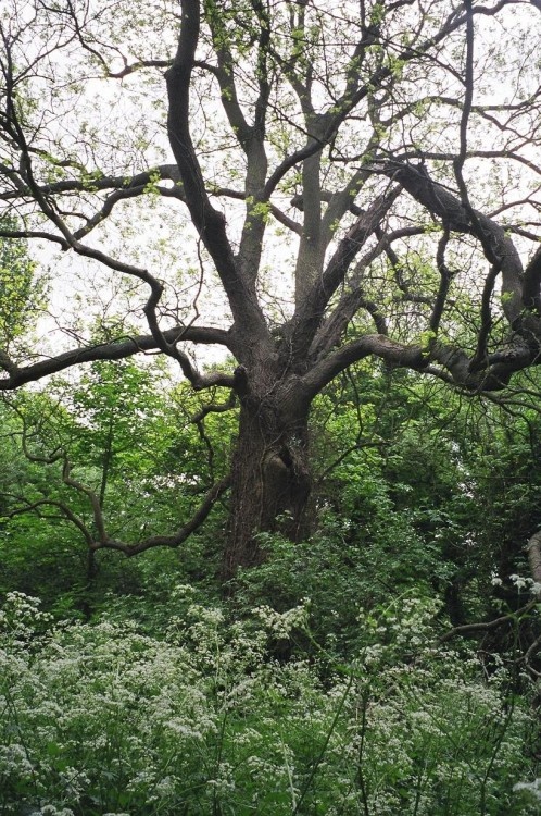 Grantchester Meadows, Cambridge