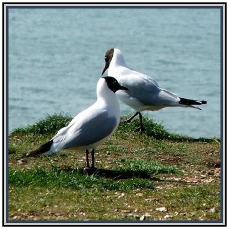 Gulls like to wait for food from visitors at Milford-on-Sea, Hampshire