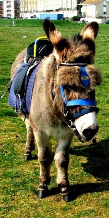 This donkey is one of two, giving rides at Hayling.  April 2005