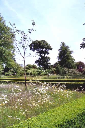 Wild Flowers at Hinton Ampner Gardens