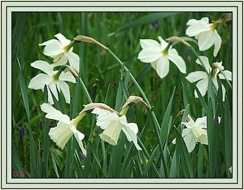 White Daffodils at Furzy Gardens. 2005