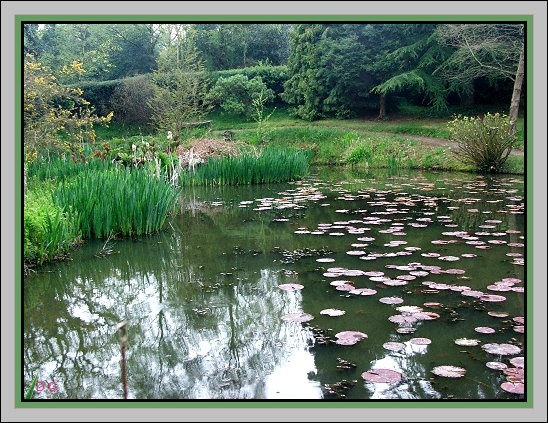 The Lilley Pond at Furzy Gardens April 2005