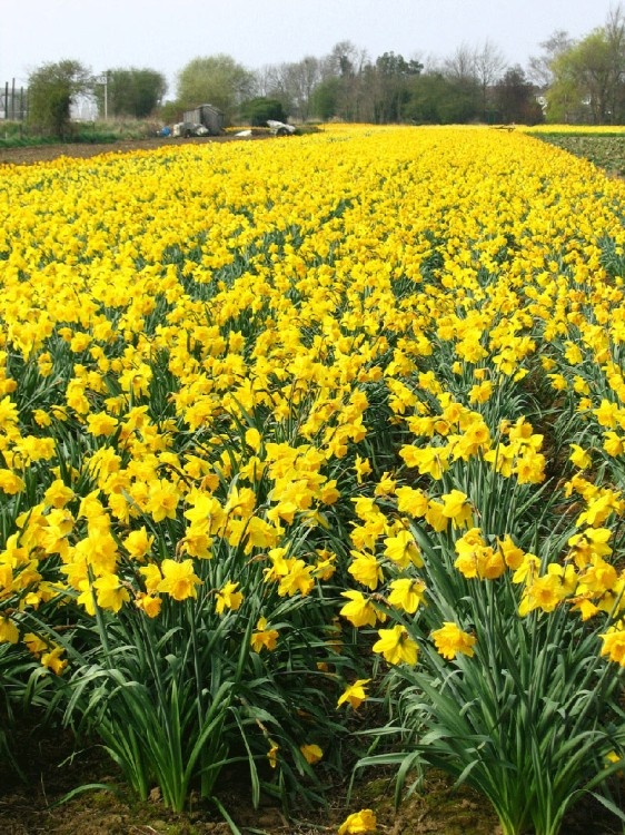 Field of Daffodils. Pinchbeck, Lincolnshire