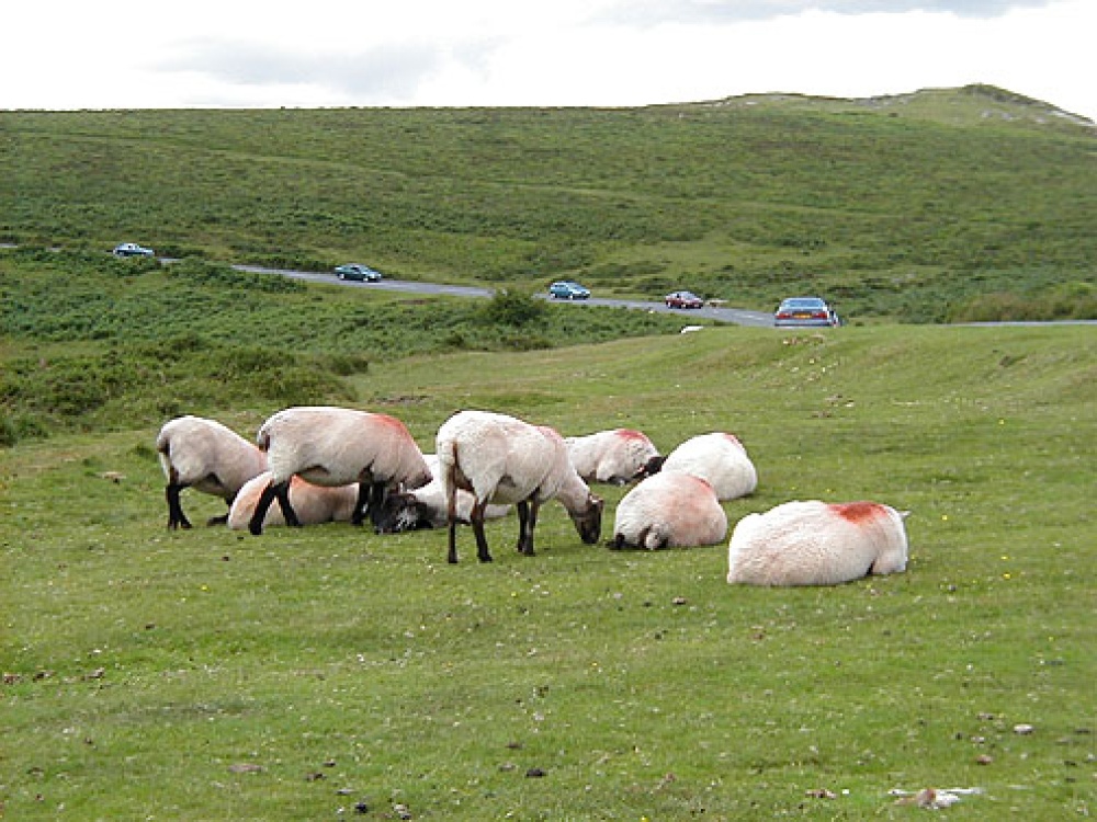 Sheep at Dartmoor, Devon