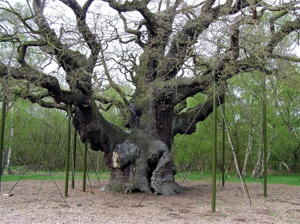 The Great Oak, Sherwood Forest photo by Tony Towers