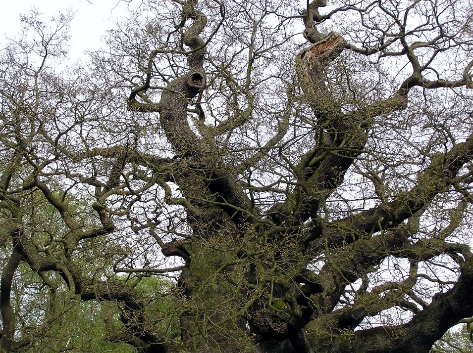 Great Oak, Sherwood Forest