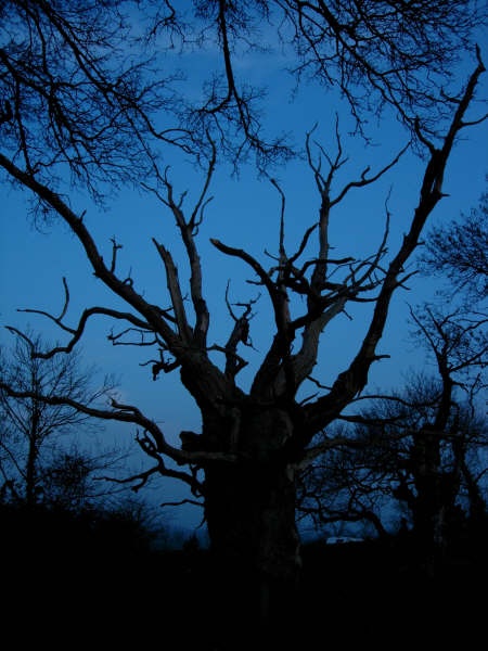 The Old Oak at Glastonbury