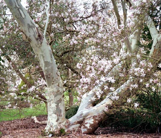 Magnolia photo by Michael Wright