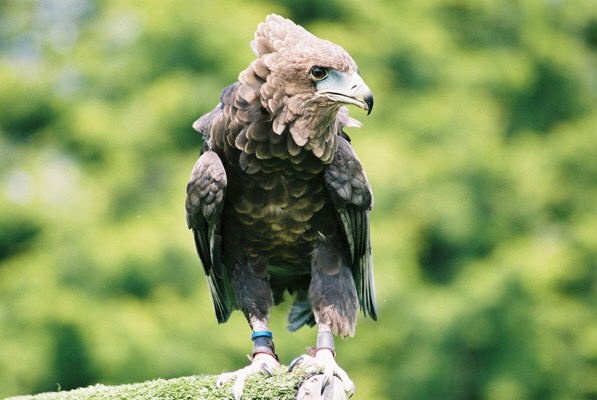 Wildlife at Cotswolds Wildlife Park, Burford. photo by Nick Budgen