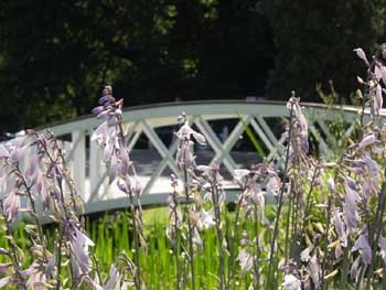 Photograph of Frensham Great Pond Bridge. Frensham, Surrey