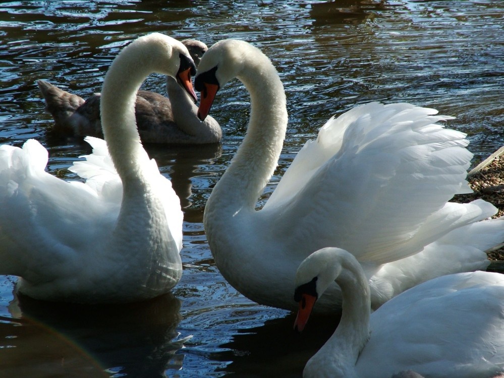 Classic Swan Heart, Abbotsbury