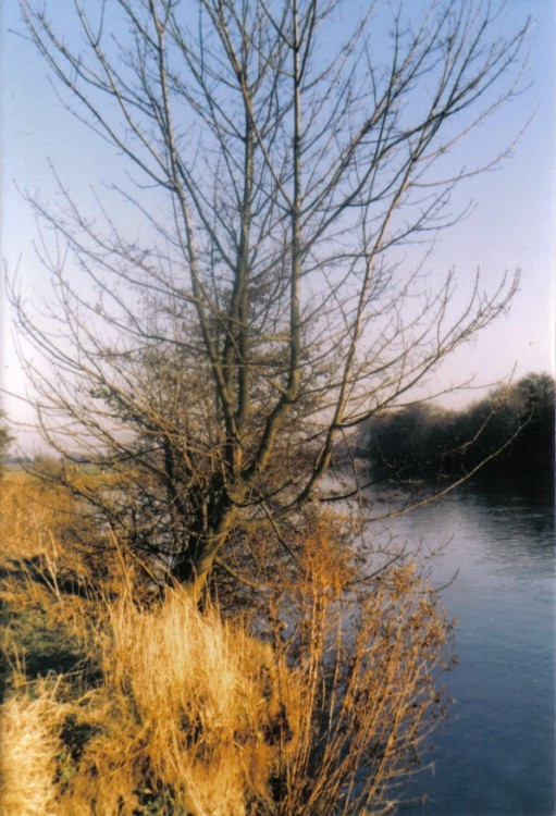 The Thames near Windsor, Berkshire